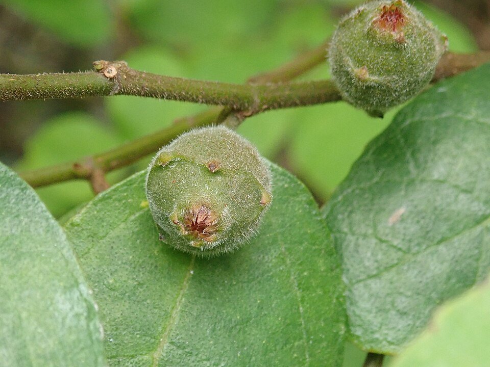 Ficus coronata plant met zachte groene bladeren en stam.