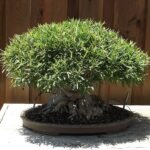 Bonsai Ficus neriifolia in a decorative pot.
