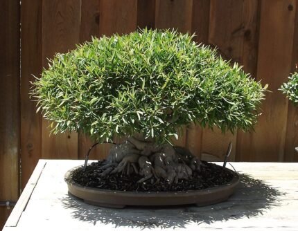 Bonsai Ficus neriifolia in a decorative pot.