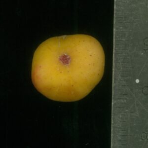 Ficus opposita plant met glanzende groene bladeren in een botanische omgeving.