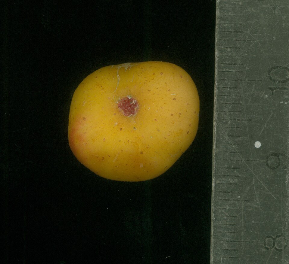 Ficus opposita plant met glanzende groene bladeren in een botanische omgeving.