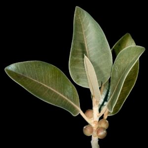 Ficus platypoda plant met ovale bladeren en bruine stam.