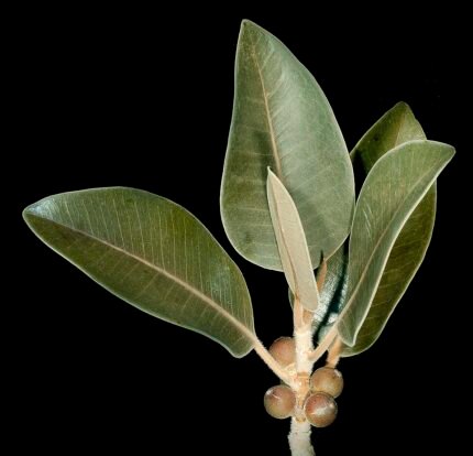 Ficus platypoda plant met ovale bladeren en bruine stam.