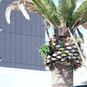 Ficus rubiginosa plant op Phoenix canariensis in Brisbane.