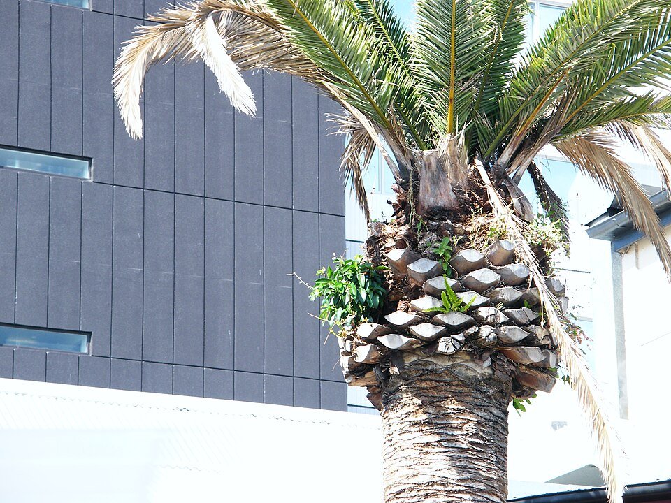 Ficus rubiginosa plant op Phoenix canariensis in Brisbane.