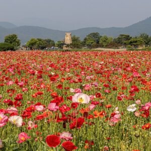 IJslandse papavers in bloei in een bloementuin bij de Cheomseongdae Observatorium in Zuid-Korea.