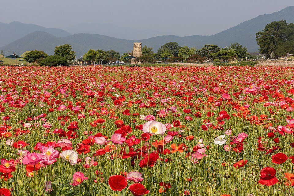 IJslandse papavers in bloei in een bloementuin bij de Cheomseongdae Observatorium in Zuid-Korea.