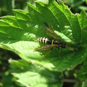Groene Figwort Sawfly insect met zwarte strepen op blad.