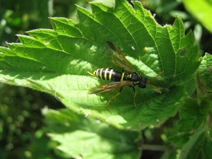 Groene Figwort Sawfly insect met zwarte strepen op blad.