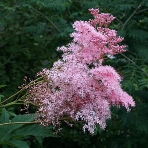 Felroze Filipendula bloemen in volle bloei.