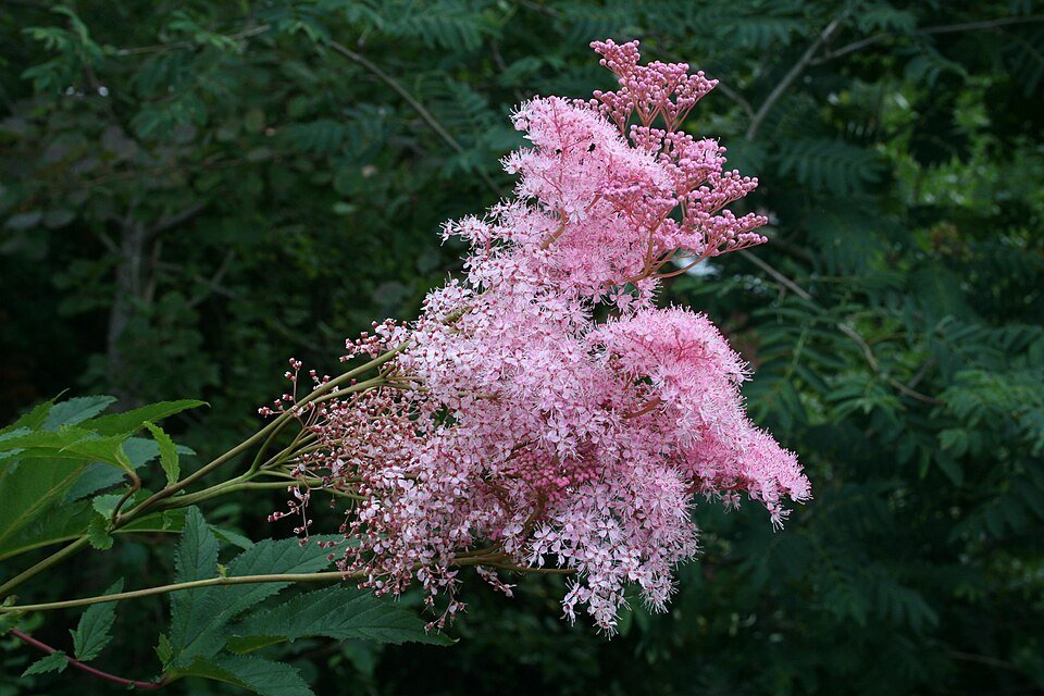 Felroze Filipendula bloemen in volle bloei.
