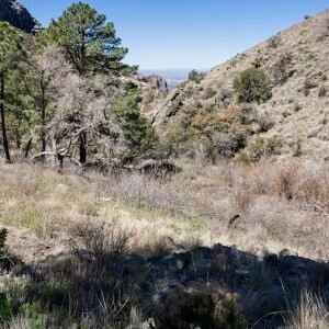 Echinocereus scopulorum cactus met levendige roze bloemen in woestijnlandschap.