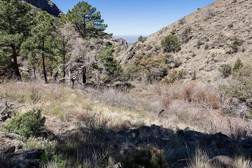 Echinocereus scopulorum cactus met levendige roze bloemen in woestijnlandschap.