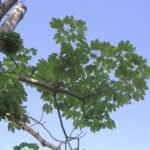 Bloeiende Firmiana simplex boom met groene bladeren en witte bloemen.