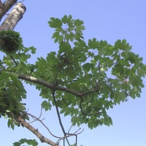 Bloeiende Firmiana simplex boom met groene bladeren en witte bloemen.