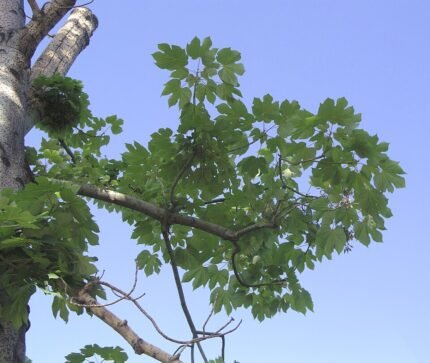 Bloeiende Firmiana simplex boom met groene bladeren en witte bloemen.