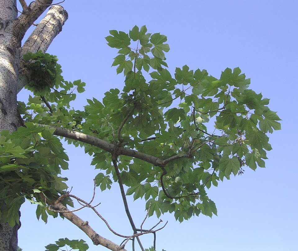 Bloeiende Firmiana simplex boom met groene bladeren en witte bloemen.