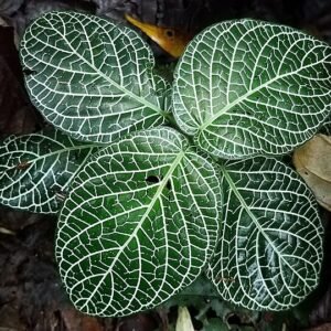 Fittonia albivenis plant met groen en wit geaderde bladeren.