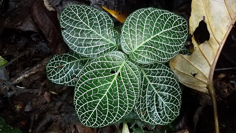 Fittonia albivenis plant met groen en wit geaderde bladeren.