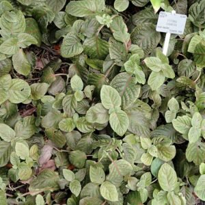 Fittonia gigantea plant with vibrant green and white veined leaves.