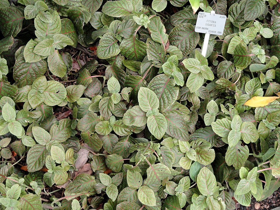 Fittonia gigantea plant with vibrant green and white veined leaves.
