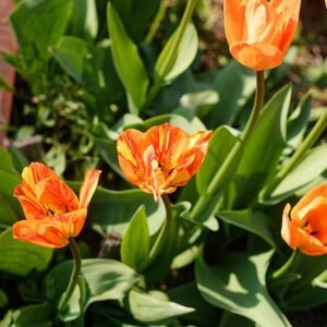 Oranje Bries Tulipa Fosteriana met vurige virusinfectie.