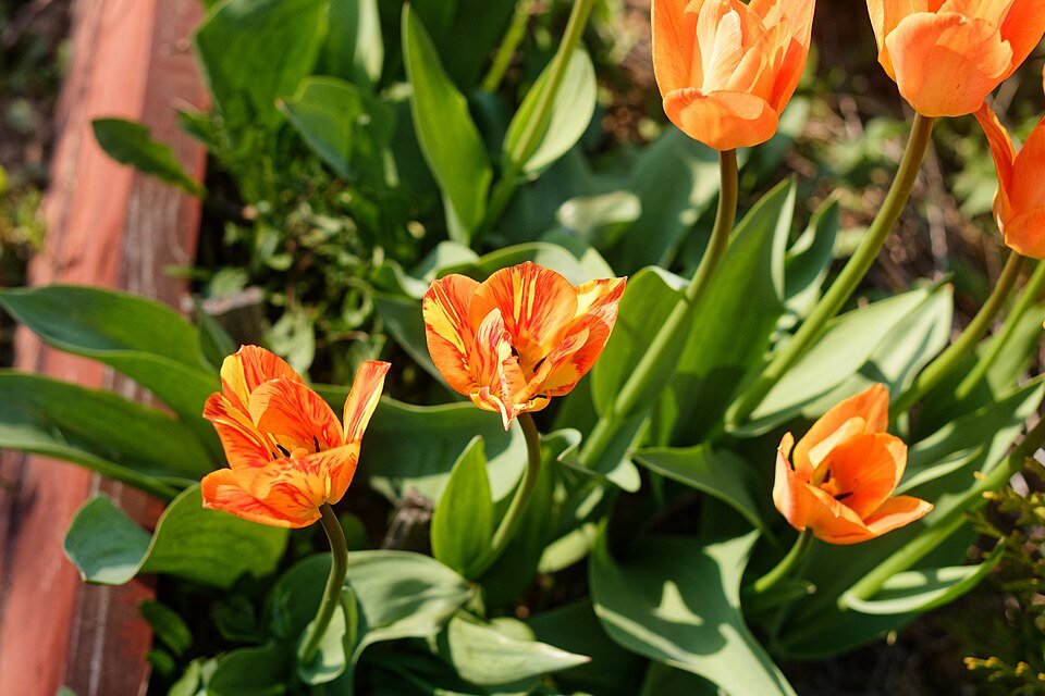 Oranje Bries Tulipa Fosteriana met vurige virusinfectie.