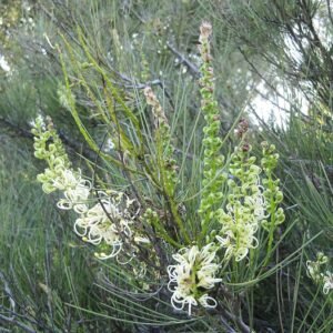 Close-up of Grevillea 'Moonlight' white flowers with curled leaves on table.