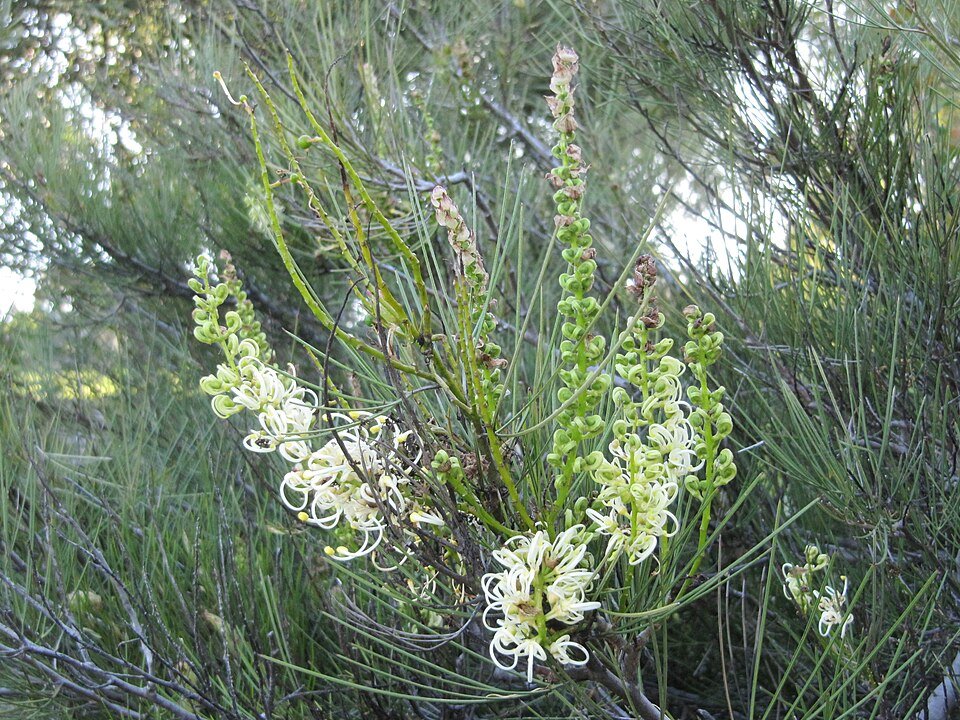 Close-up of Grevillea 'Moonlight' white flowers with curled leaves on table.