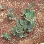 Rood bloeiende Kalanchoe longiflora plant met groene bladeren in pot.