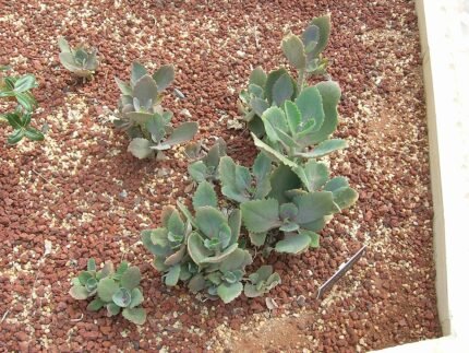 Rood bloeiende Kalanchoe longiflora plant met groene bladeren in pot.