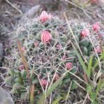 Bloeiende Mammillaria uncinata cactus op grijze achtergrond.