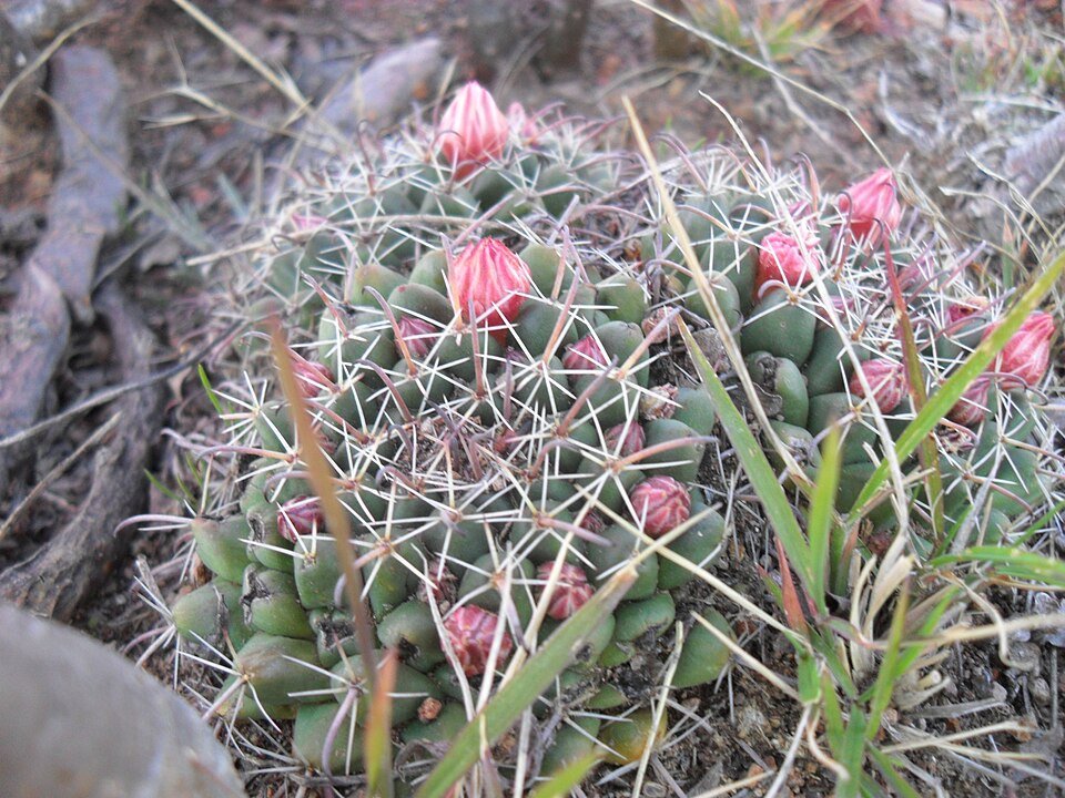 Bloeiende Mammillaria uncinata cactus op grijze achtergrond.
