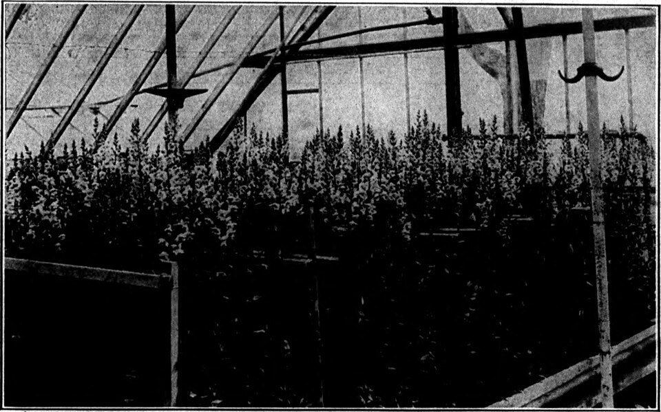 Afrikaanse korenlelie bloemboeket in zachte pasteltinten.