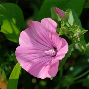 Lavatera trimestris bloem in april, beperkt winterhard, zonnige standplaats.
