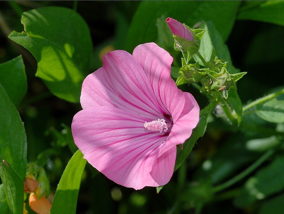 Lavatera trimestris bloem in april, beperkt winterhard, zonnige standplaats.