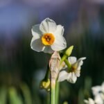 Narcissus tazetta bloem in Nagai Park in januari 2024.