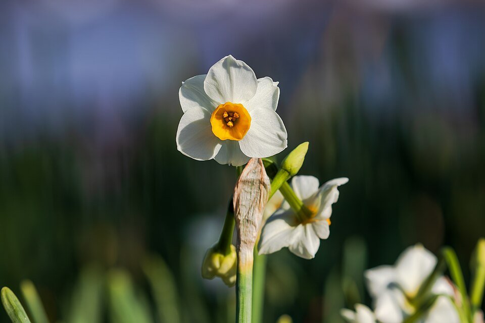 Narcissus tazetta bloem in Nagai Park in januari 2024.