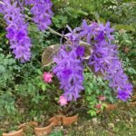 Bloem van Petrea volubilis in Nago, Okinawa Island, in de lente.