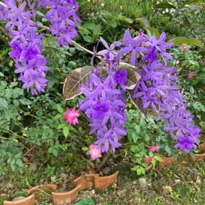 Bloem van Petrea volubilis in Nago, Okinawa Island, in de lente.