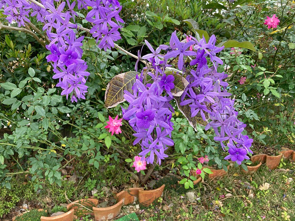 Bloem van Petrea volubilis in Nago, Okinawa Island, in de lente.