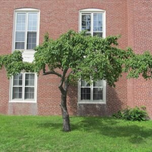 Bloeiende Crabapple boom bij Mount Holyoke College in South Hadley, MA.