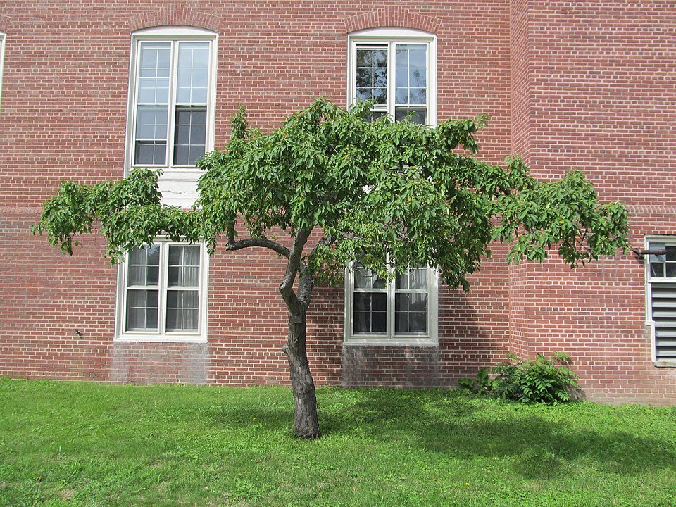 Bloeiende Crabapple boom bij Mount Holyoke College in South Hadley, MA.