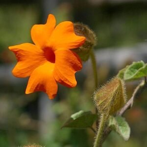 Bloemen, wijnstokken en planten in natuurlijke omgeving.