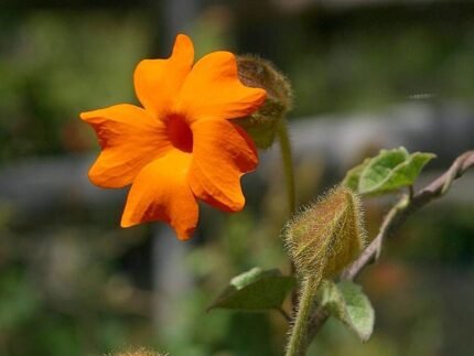 Bloemen, wijnstokken en planten in natuurlijke omgeving.