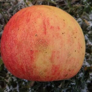 Close-up van fruit met zwarte schimmelvlekken door Schizothyrium pomi.