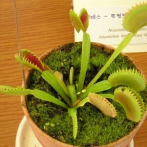 Dionaea muscipula 'Sawtooth' vleesetende plant met getande vallen en groene bladeren.