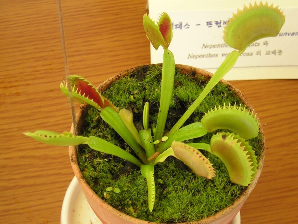 Dionaea muscipula 'Sawtooth' vleesetende plant met getande vallen en groene bladeren.