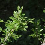 Compacte Ulmus parvifolia ‘Yatsubusa’ met bladeren en schors.