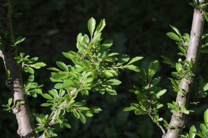 Compacte Ulmus parvifolia ‘Yatsubusa’ met bladeren en schors.